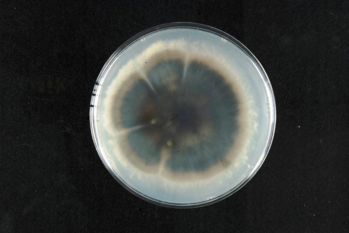 Roussoellopsis macrospora image