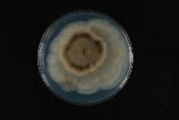 Phomopsis fukushii image