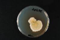 Fusarium acuminatum image