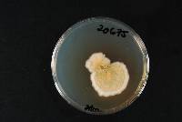 Fusarium acuminatum image