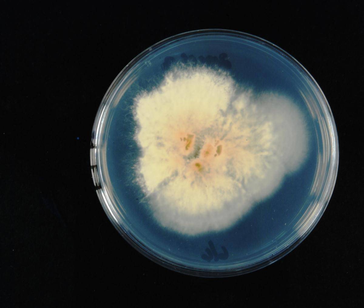 Pseudostypella image