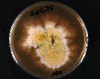 Fusarium acuminatum image