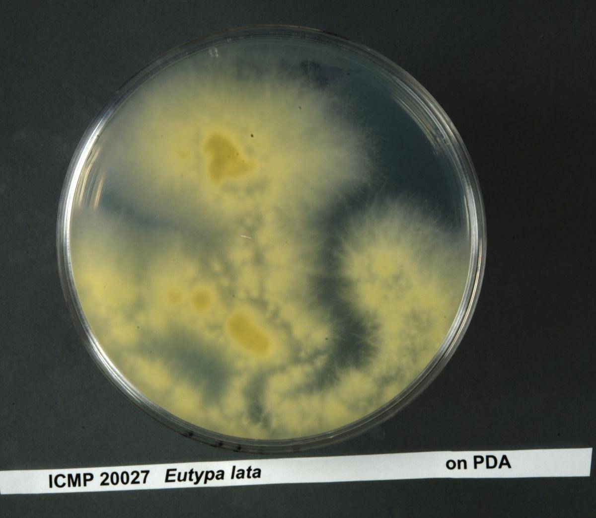 Eutypa lata image