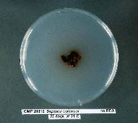 Septoria colensoi image