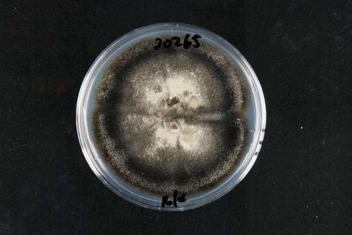Cercospora brassicicola image