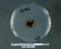 Septoria colensoi image