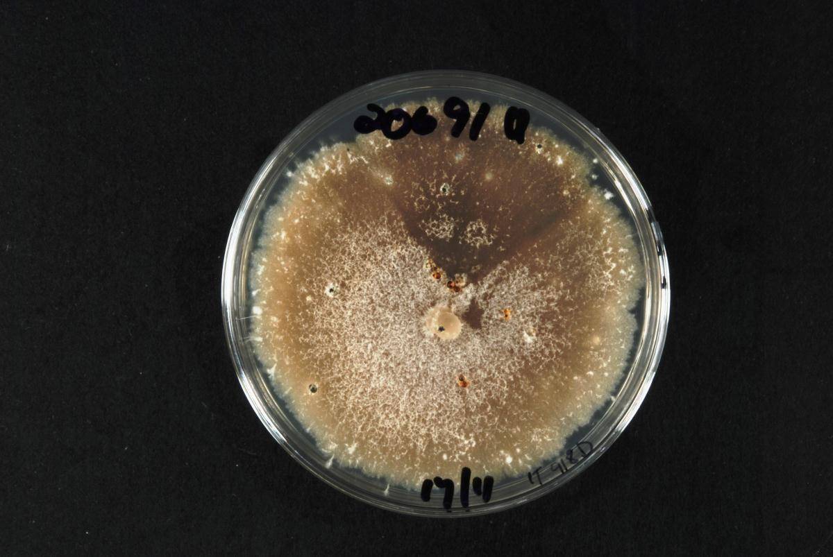 Cytospora italica image