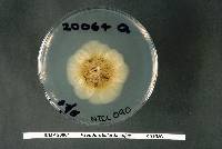 Pseudorobillarda sojae image