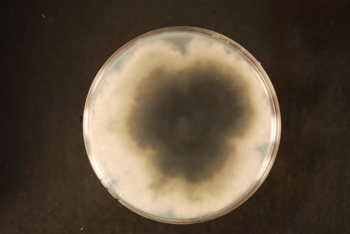 Botryosphaeria protearum image