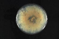 Phomopsis fukushii image