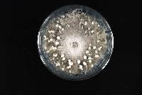 Eutiarosporella dactylidis image