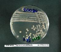 Cryptococcus adeliensis image