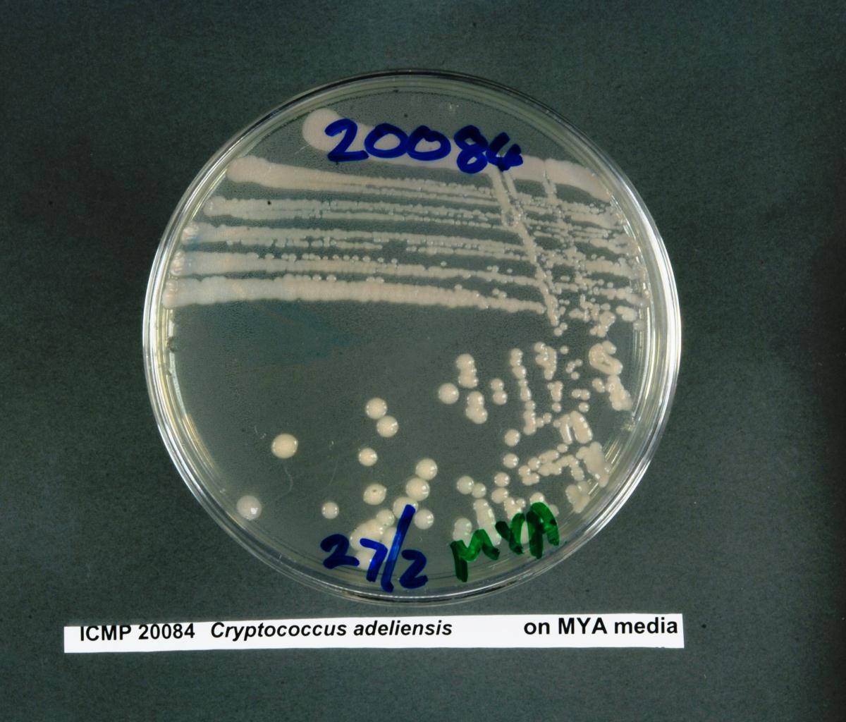 Cryptococcus adeliensis image