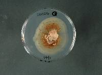 Pilidium concavum image