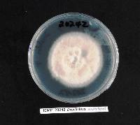 Drechslera andersenii image