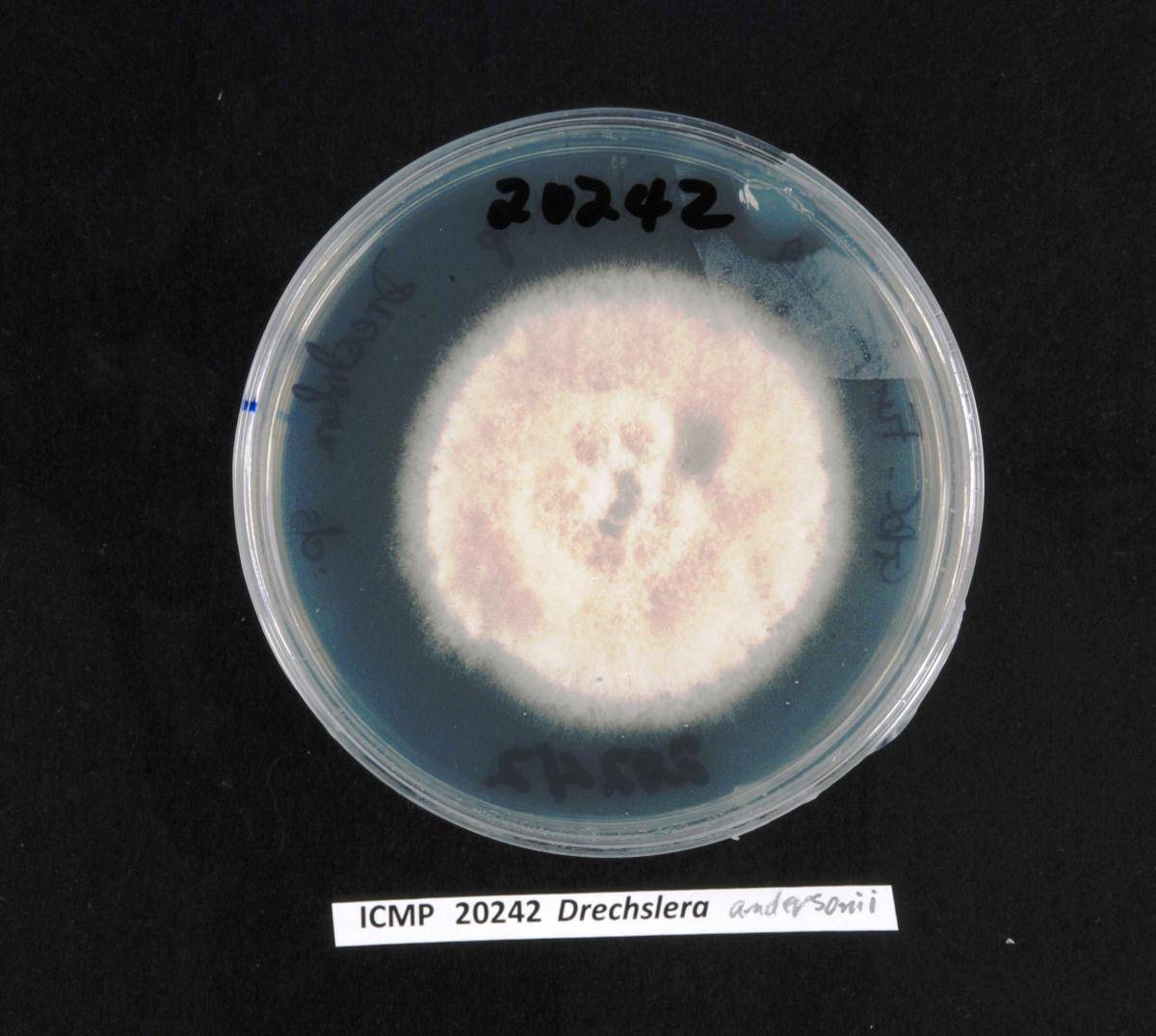 Drechslera andersenii image