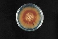 Aureobasidium pullulans image