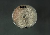 Arthrinium phaeospermum image