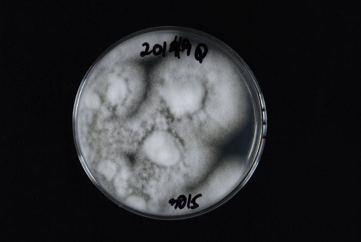 Acremonium cucurbitacearum image
