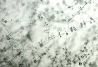 Lecanicillium lecanii image