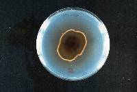 Roussoella siamensis image