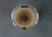 Microsphaeropsis hellebori image