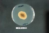 Aureobasidium leucospermi image