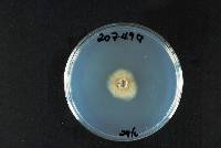 Rhytidhysteron thailandicum image