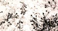 Stachybotrys chartarum image