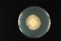 Pleurotus purpureo-olivaceus image