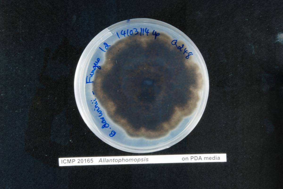 Allantophomopsis image