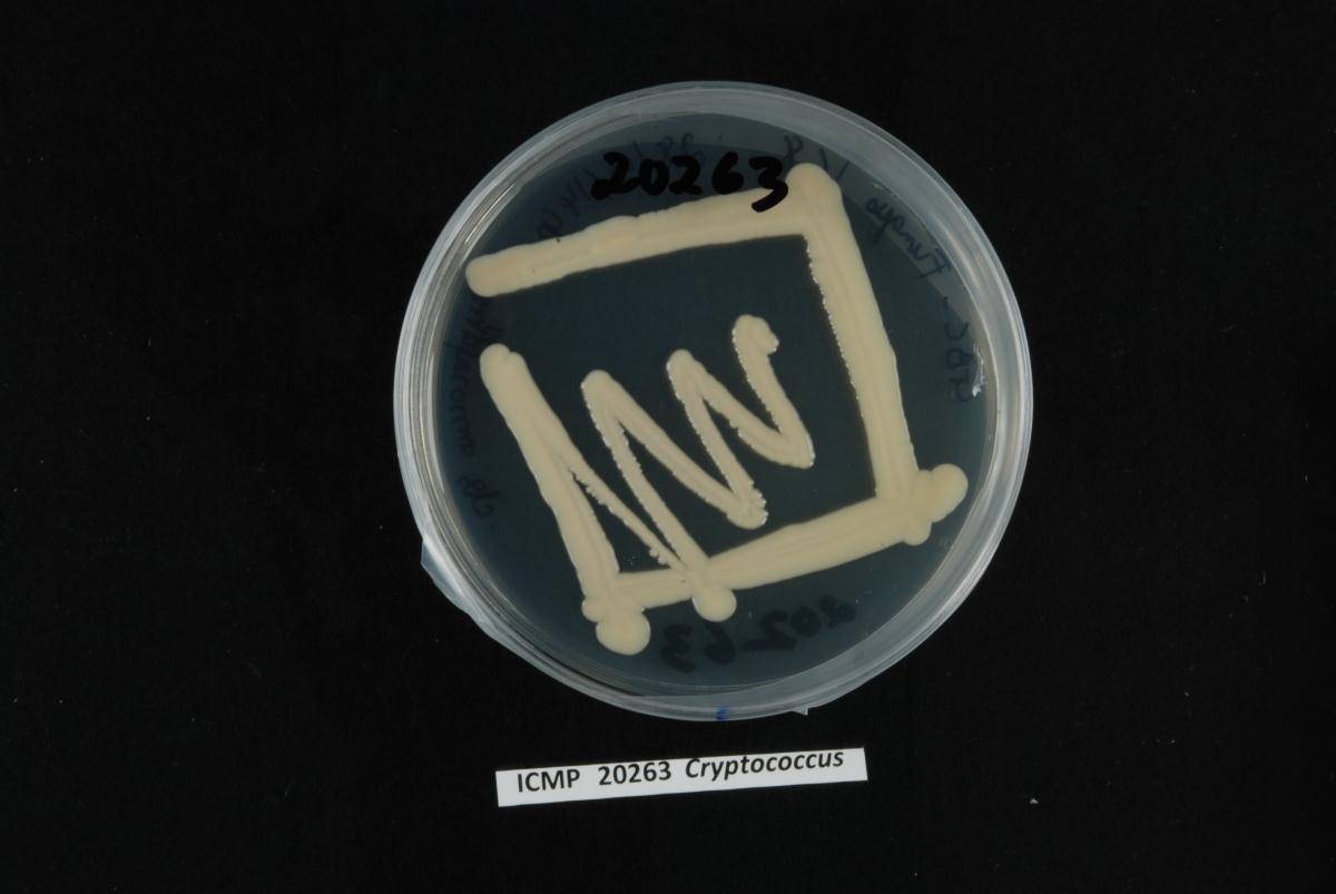 Holtermanniella festucosa image