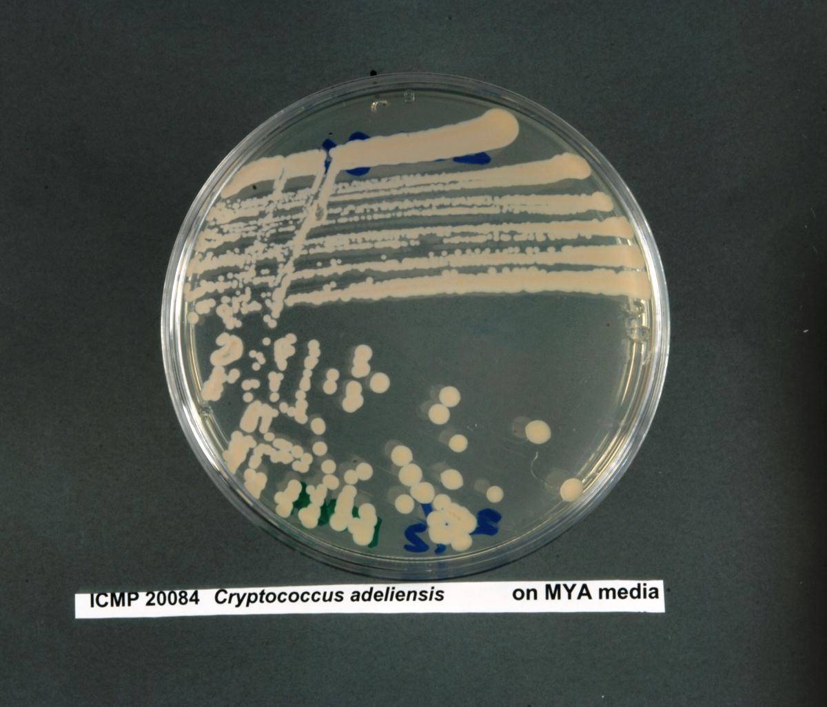 Cryptococcus adeliensis image