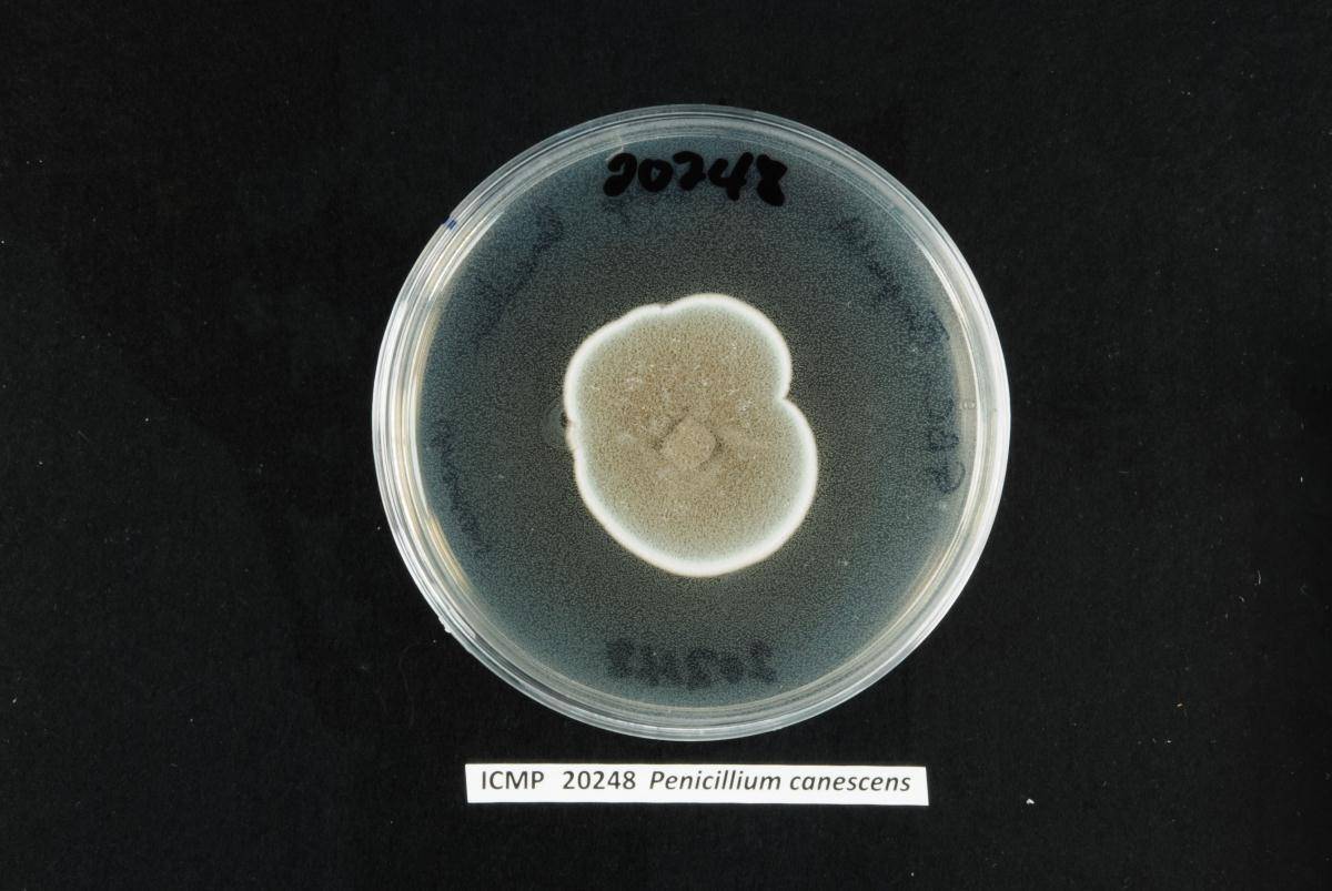 Penicillium attenuatum image