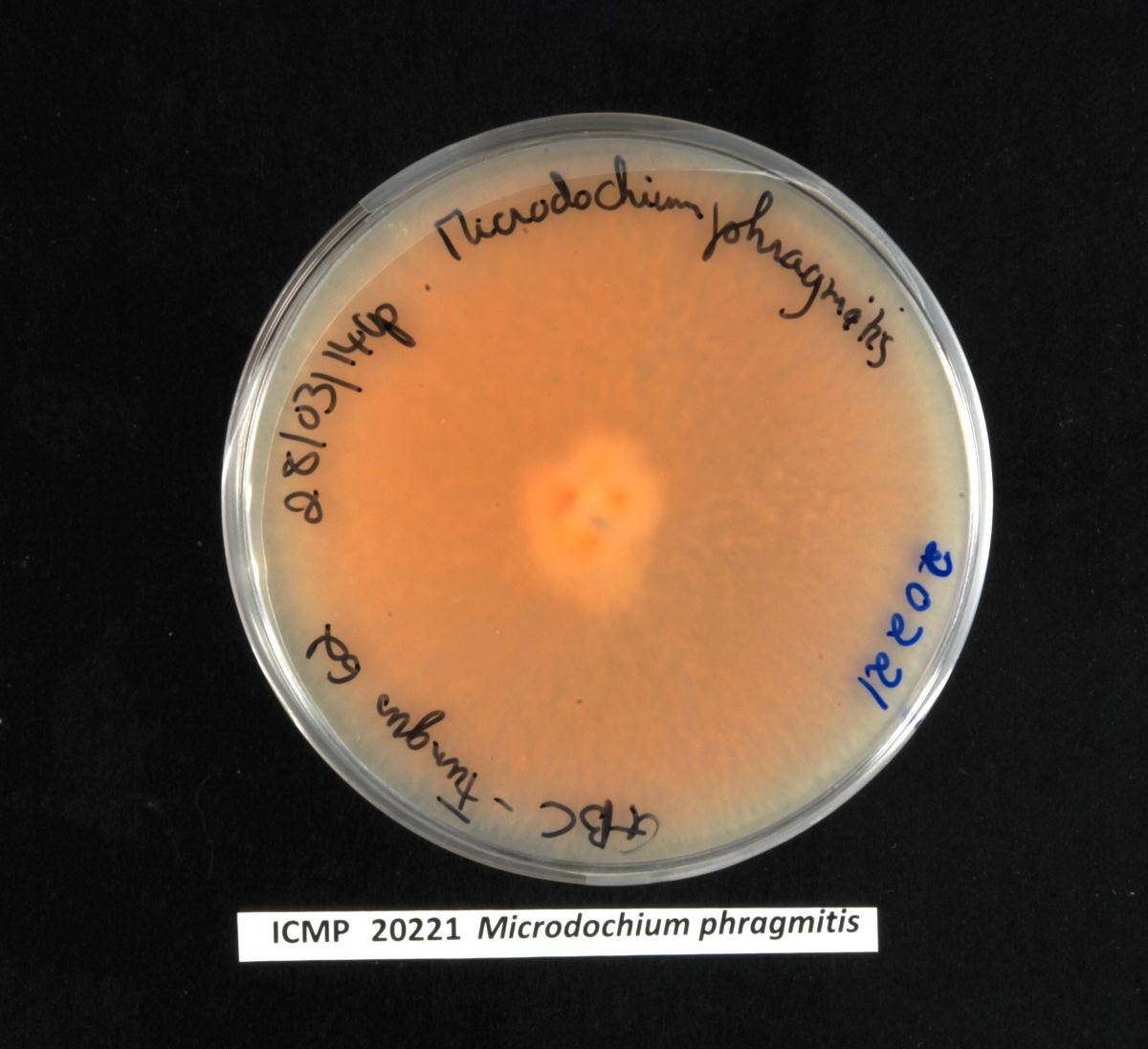 Microdochium image