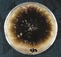 Stachybotrys chartarum image