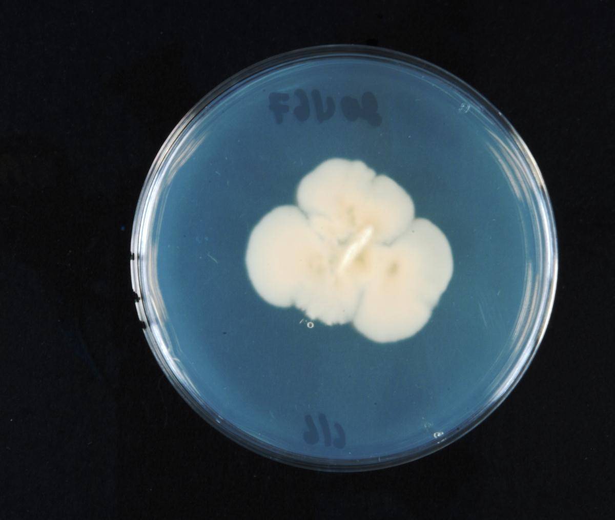 Dacrymyces microsporus image