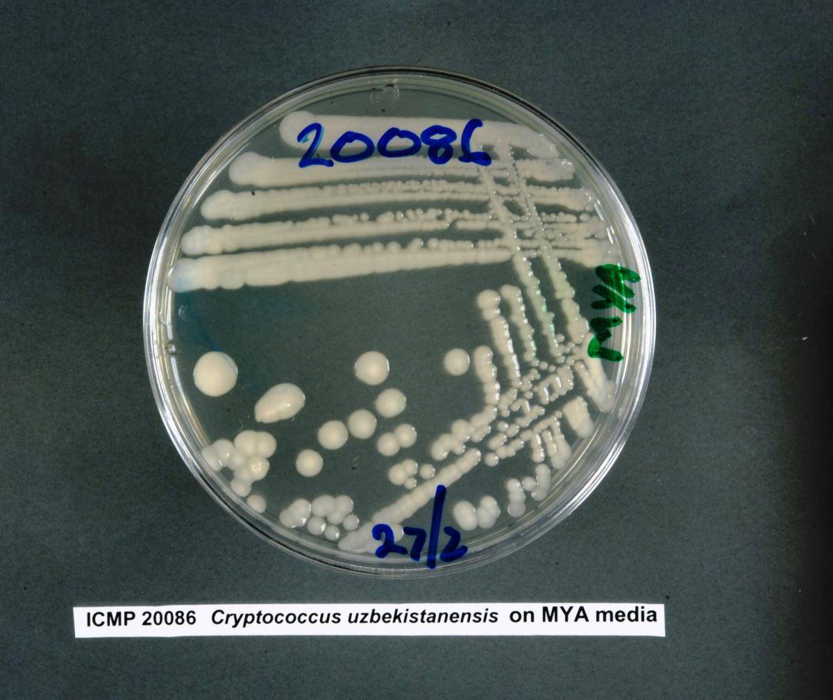 Cryptococcus uzbekistanensis image