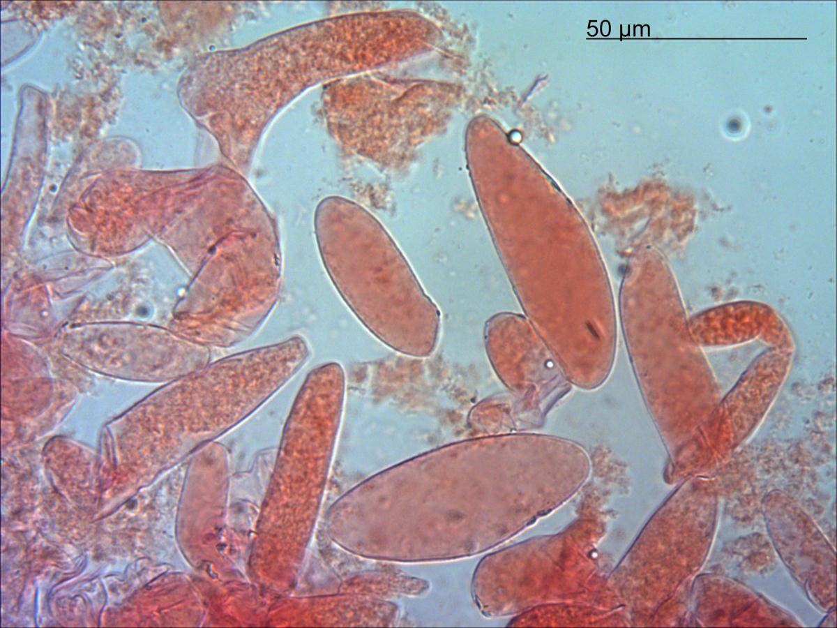 Trichoderma crassum image