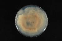 Phomopsis fukushii image