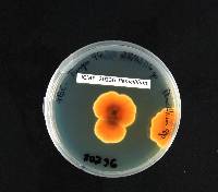 Penicillium attenuatum image