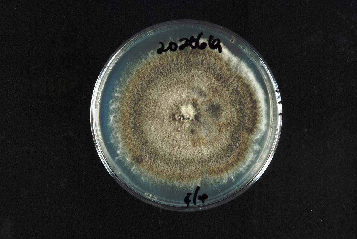 Roussoellopsis macrospora image