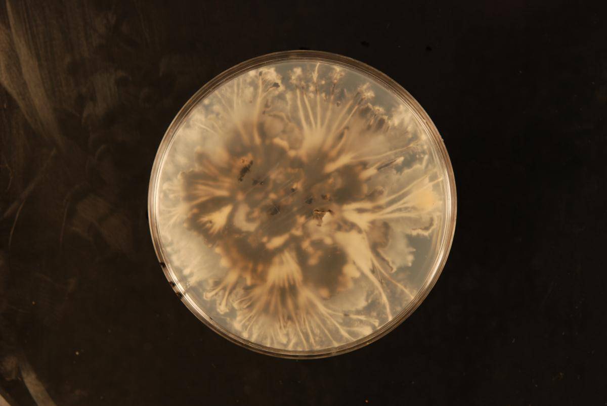 Xylaria obovata image