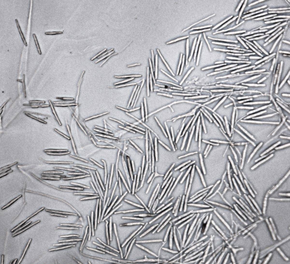 Repetophragma goidanichii image