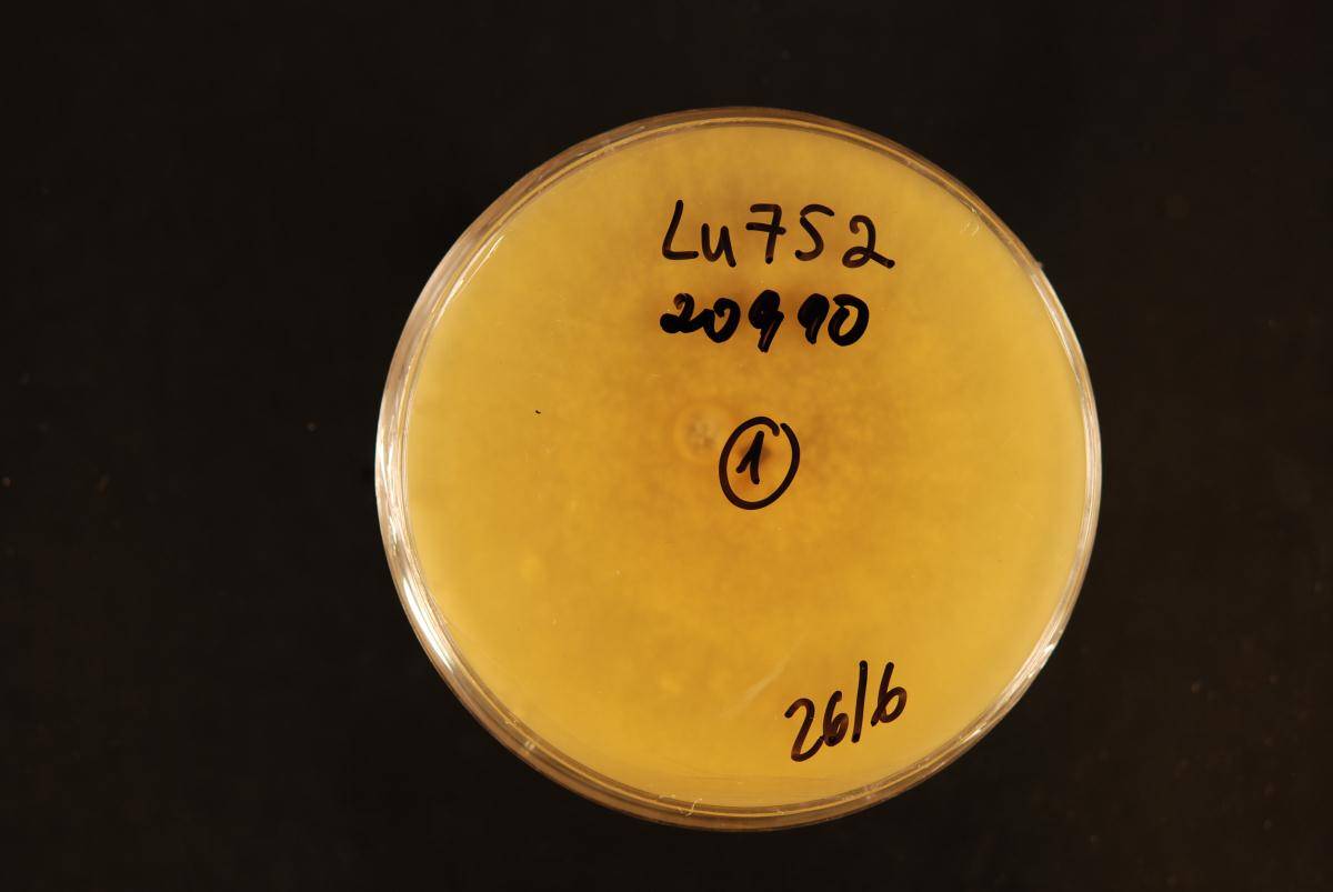Trichoderma harzianum image