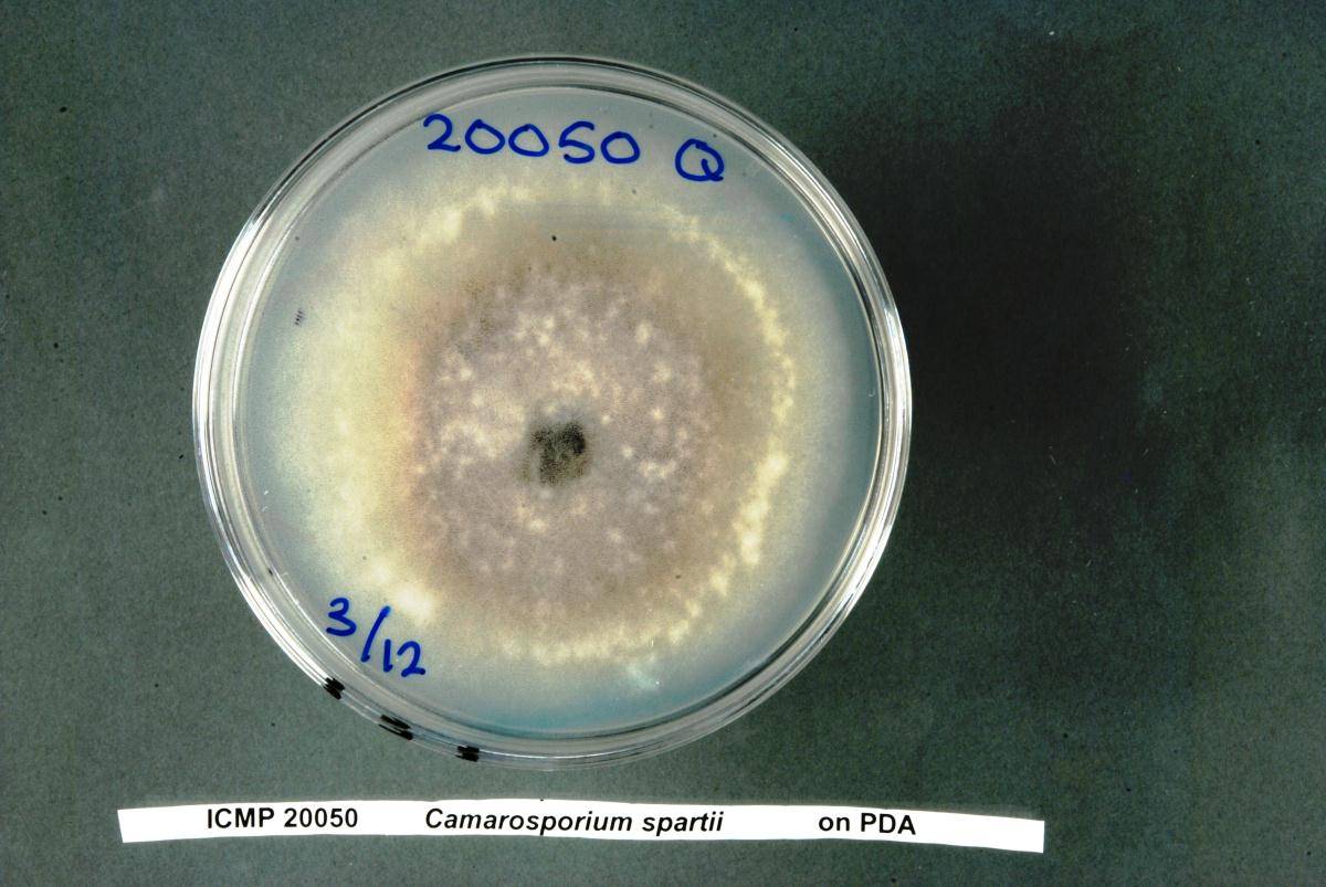 Camarosporium spartii image