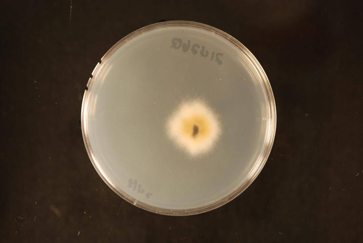 Comoclathris arrhenatheri image