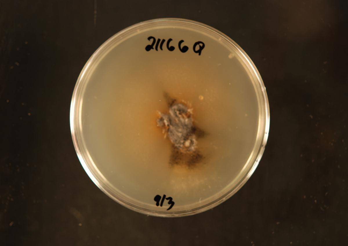 Stachybotrys levisporus image