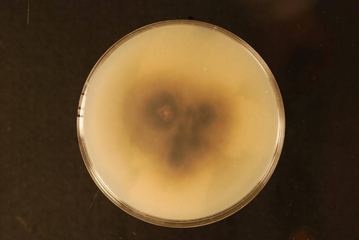 Septoriella muriformis image