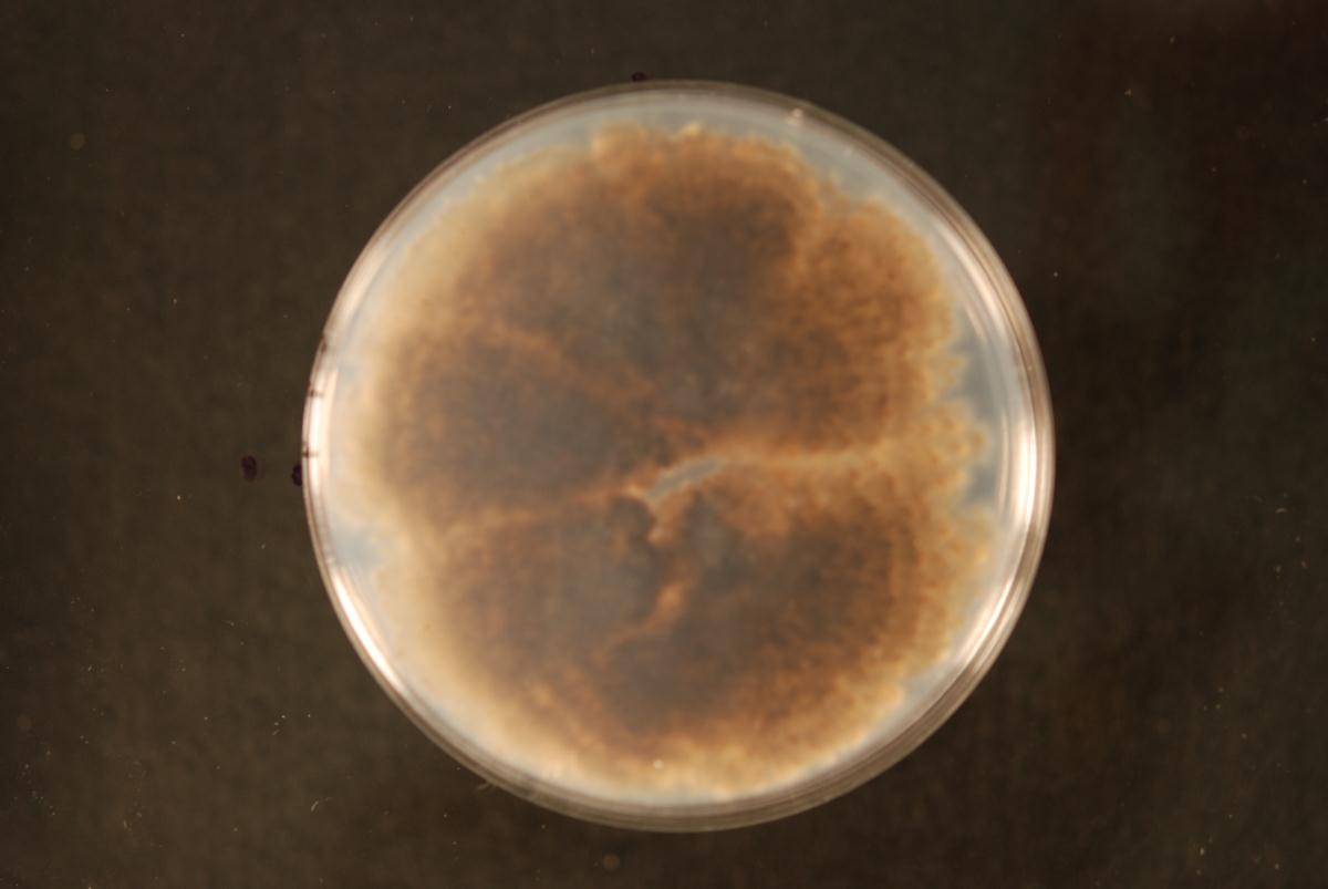 Trichoderma vinosum image